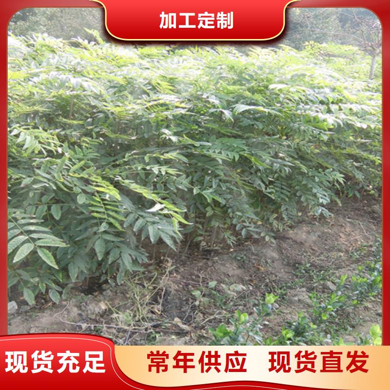 香椿西瓜苗优良工艺