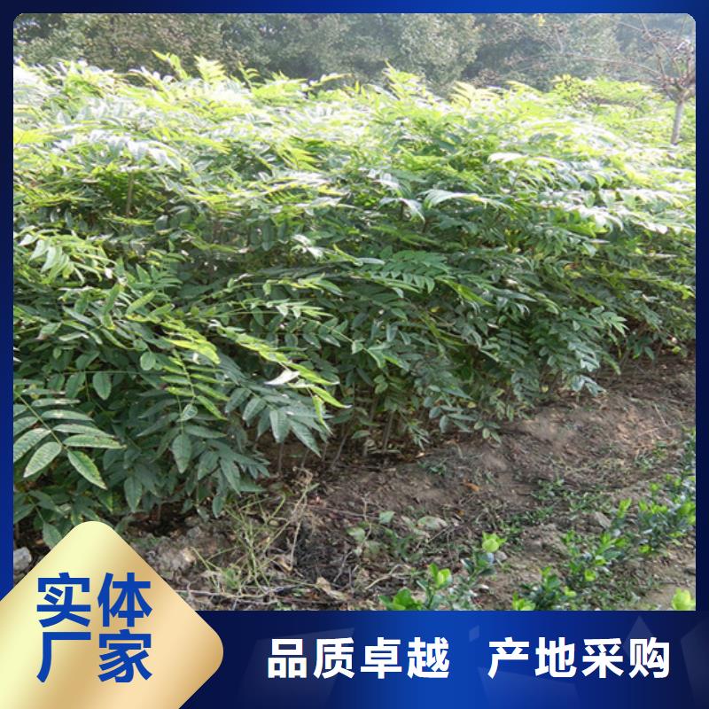 香椿樱桃苗超产品在细节