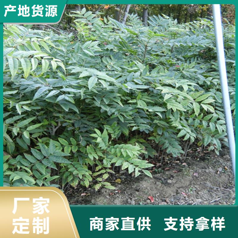 香椿,3公分石榴苗多种优势放心选择