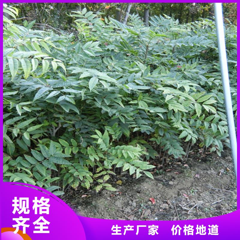 香椿,3公分石榴苗多种优势放心选择