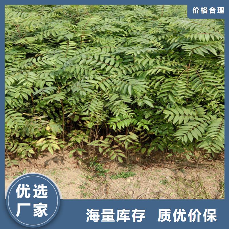 香椿蓝莓苗批发货源