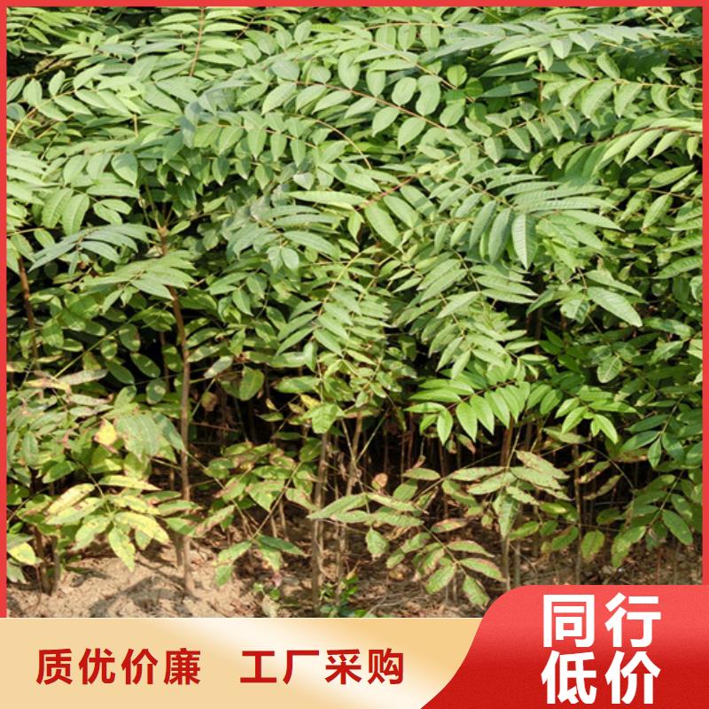 香椿,3公分石榴苗多种优势放心选择