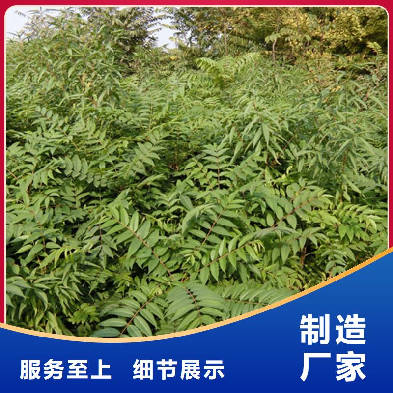 香椿樱桃苗海量现货直销