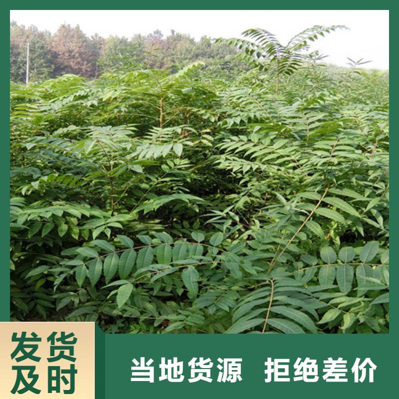 香椿,3公分石榴苗多种优势放心选择