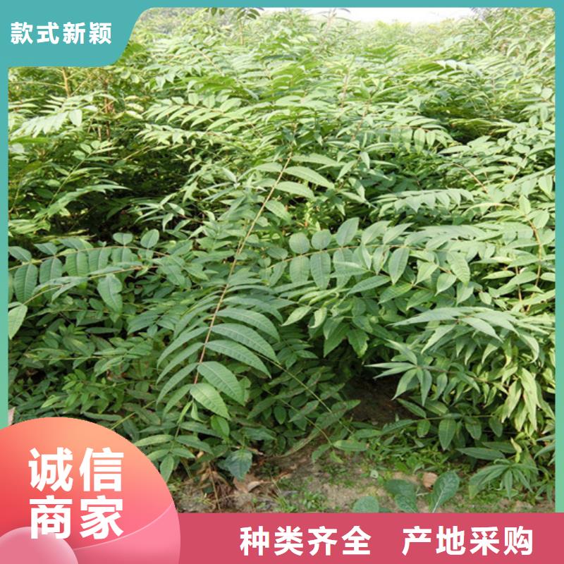 香椿,3公分石榴苗多种优势放心选择