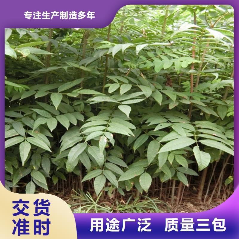 香椿,3公分石榴苗多种优势放心选择