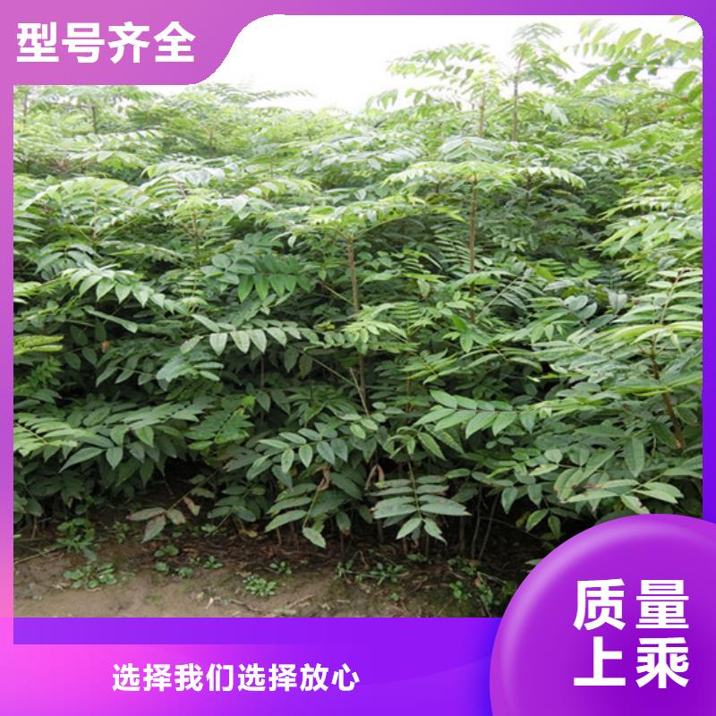 香椿,3公分石榴苗多种优势放心选择