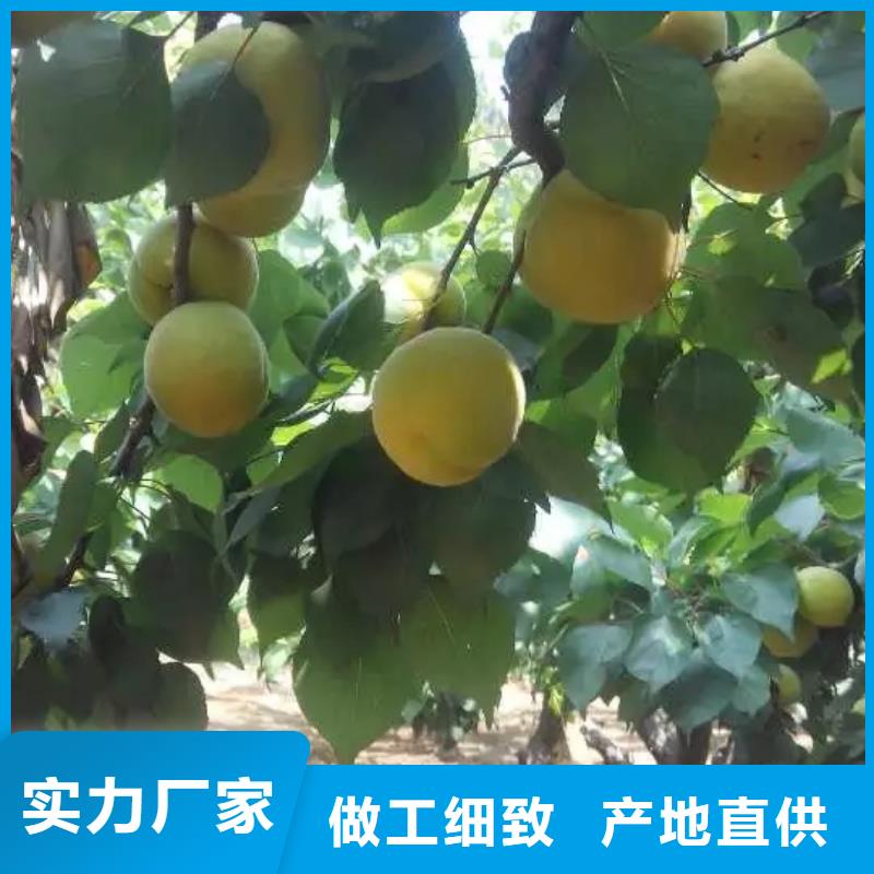 杏苹果苗用心制造