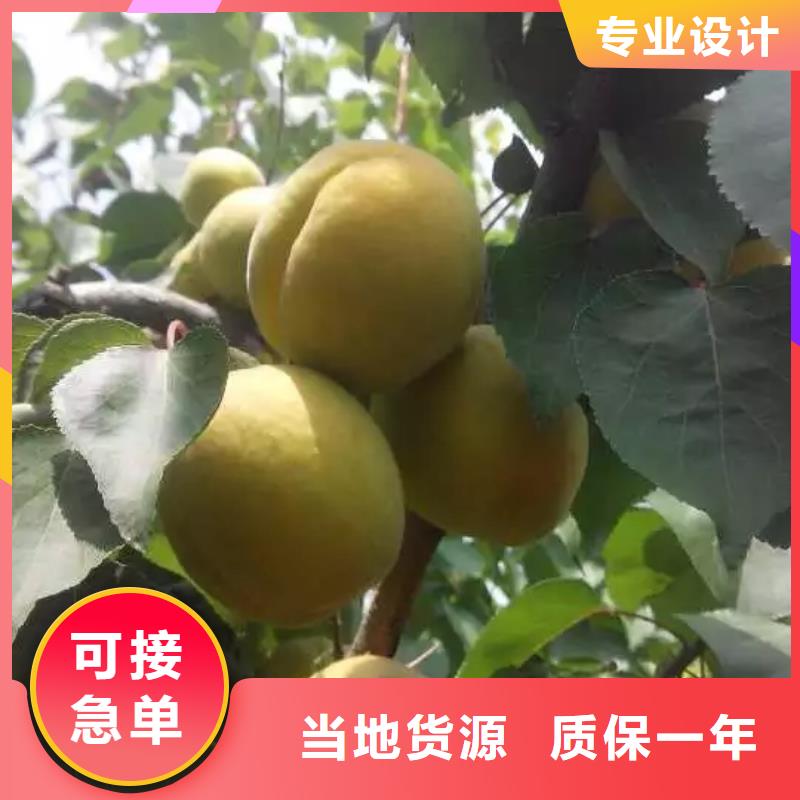 杏樱桃苗供您所需