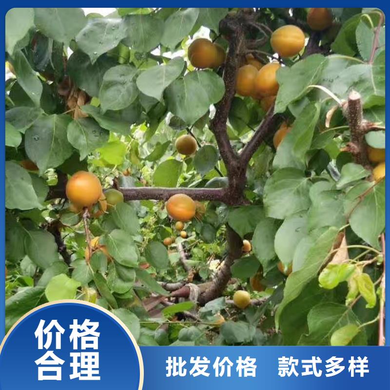 荷兰香蜜杏树苗育苗基地