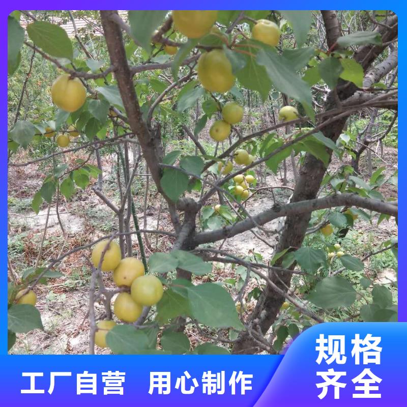 杏树苗现挖苗现发货