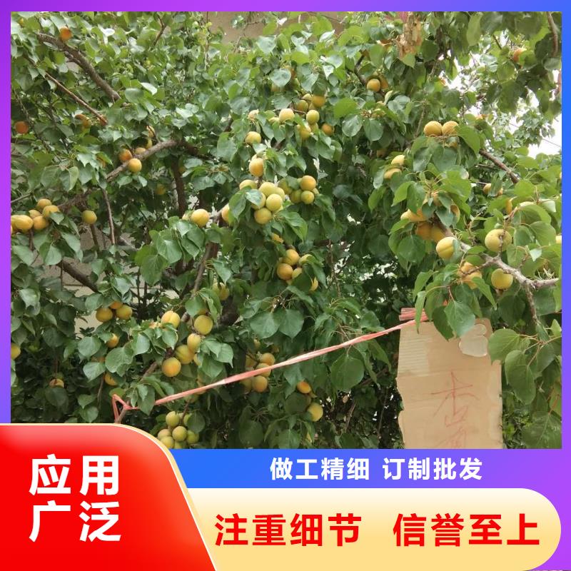 杏_【猕猴桃苗】发货迅速-轩园园艺场(宜宾市分公司)-