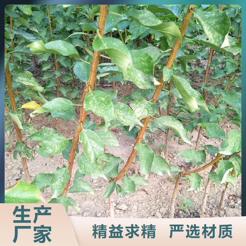杏樱桃苗一致好评产品
