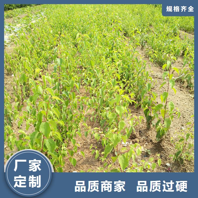 蜜香杏树苗免费咨询