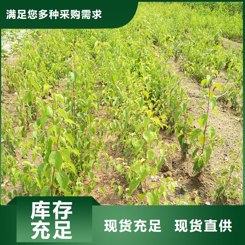 杏苹果苗用心制造