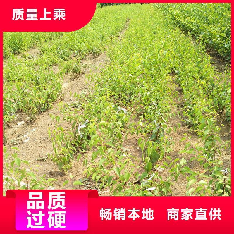 杏苹果苗用心制造