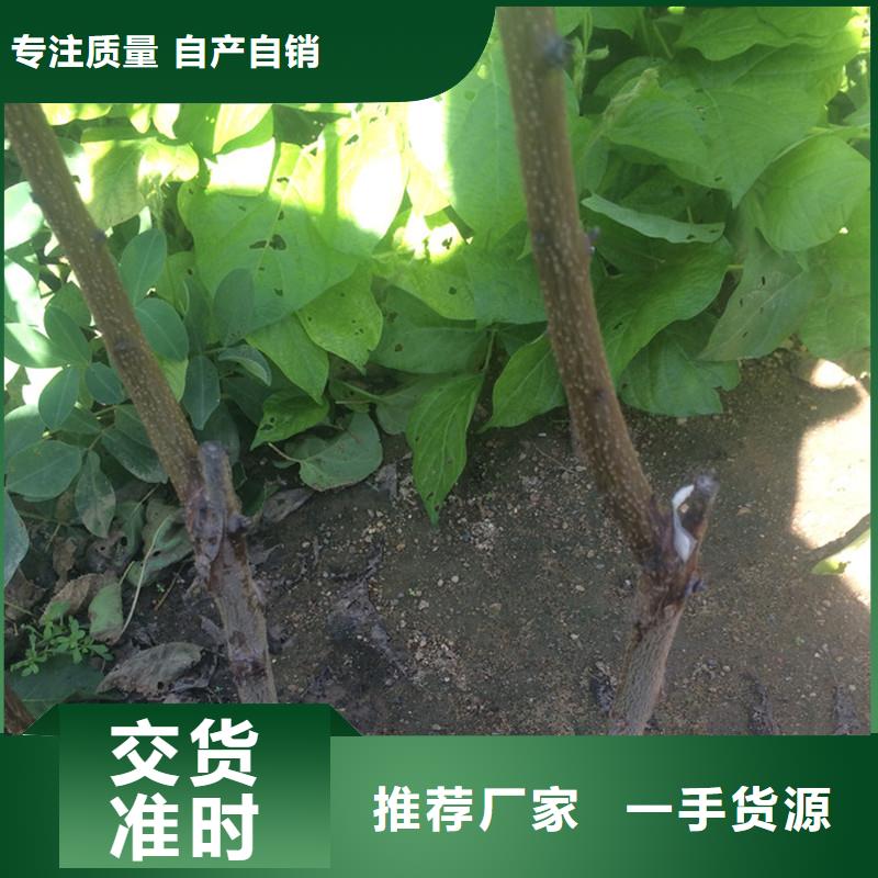 杏苹果苗工厂批发