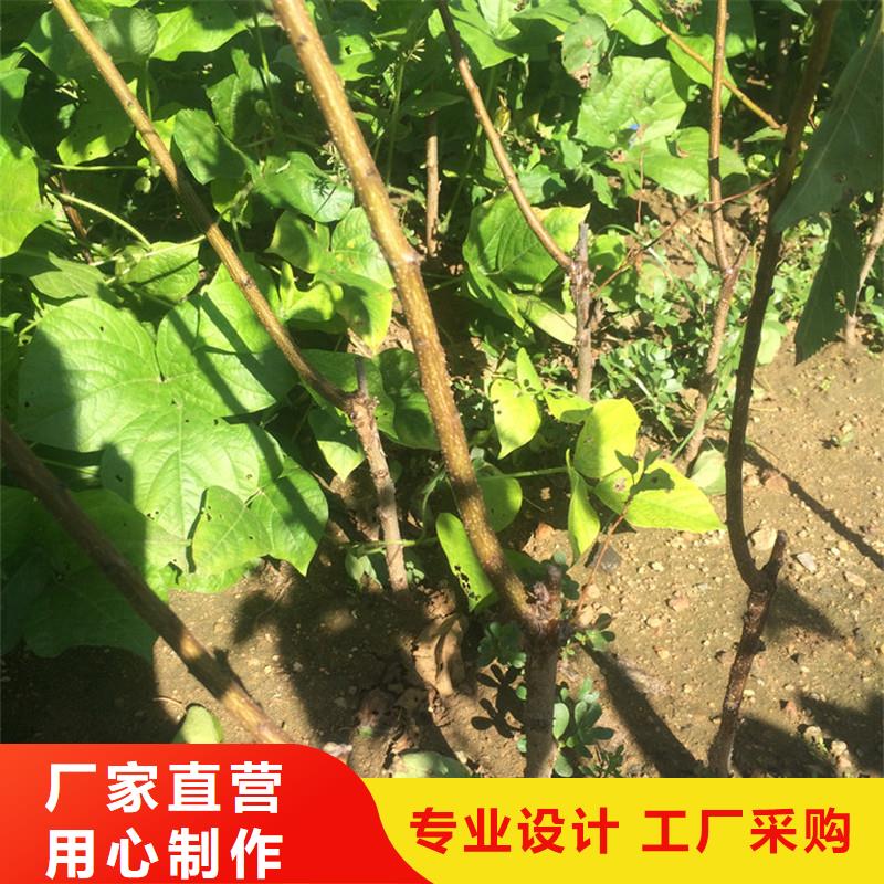 杏苹果苗用心制造