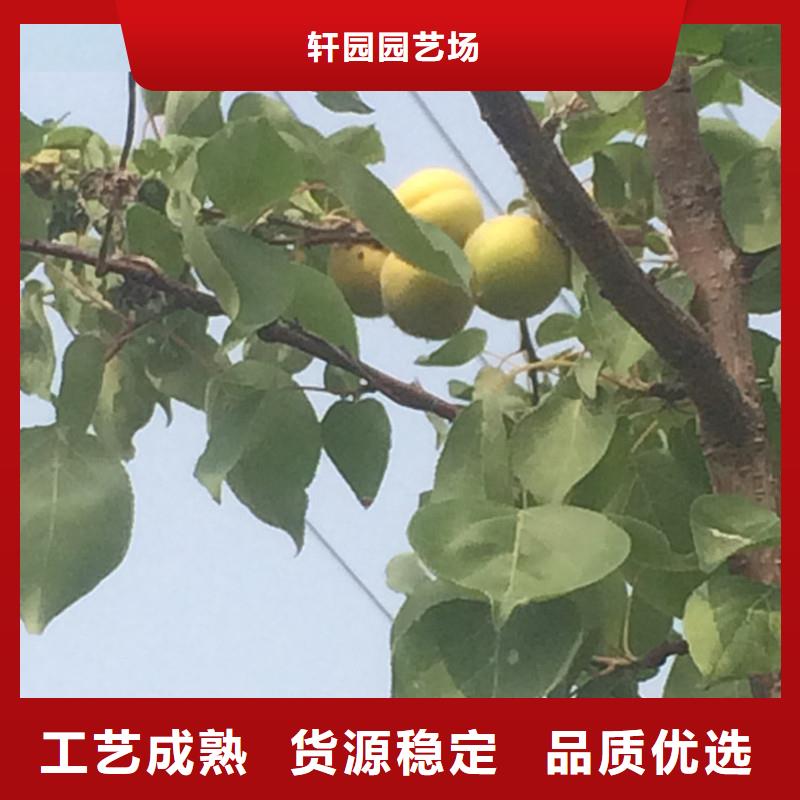 杏苹果苗工厂批发
