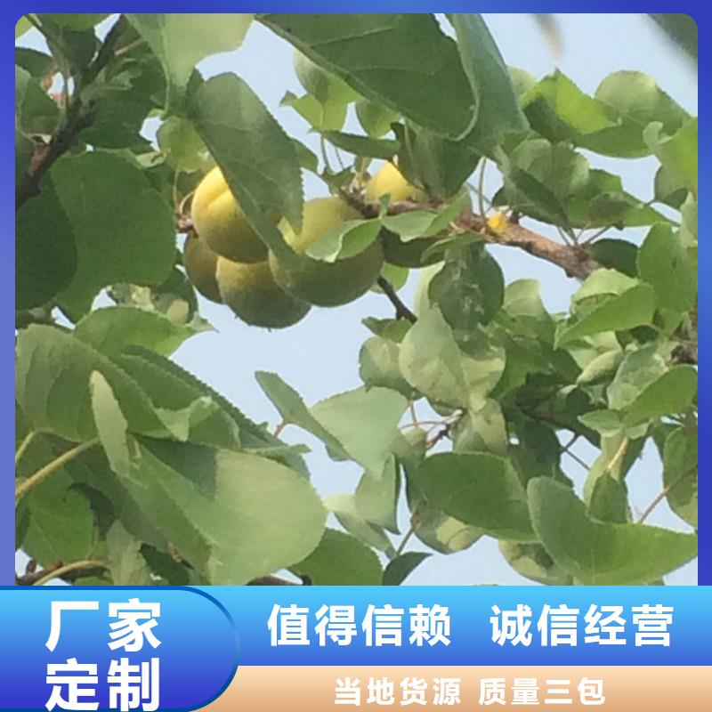 杏苹果苗工厂批发