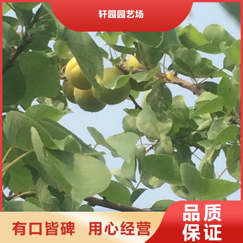 杏苹果苗用心制造