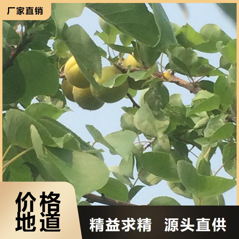 杏樱桃苗供您所需