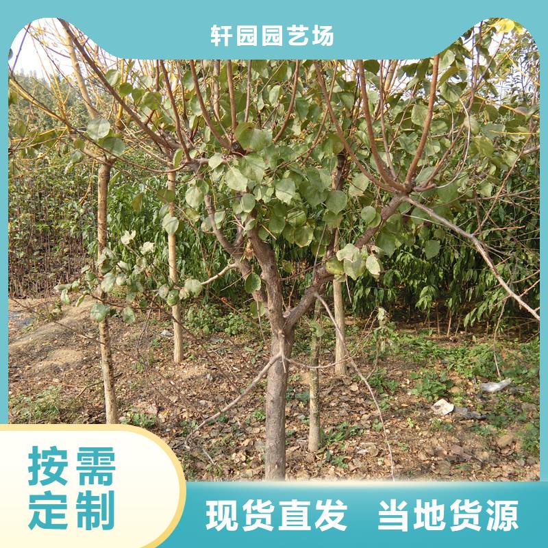 杏【猕猴桃苗】专业完善售后