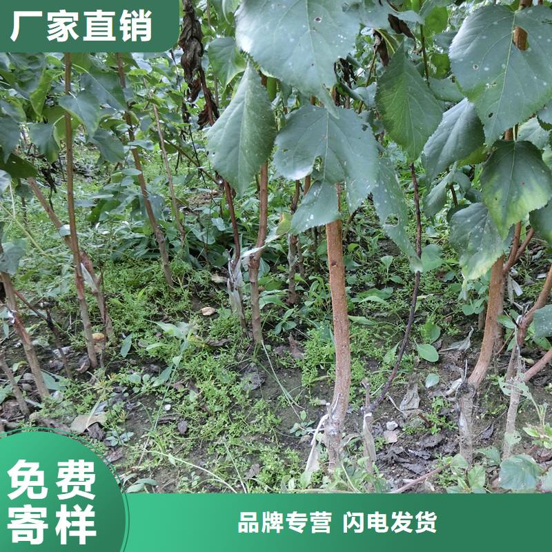 杏【猕猴桃苗】专业完善售后