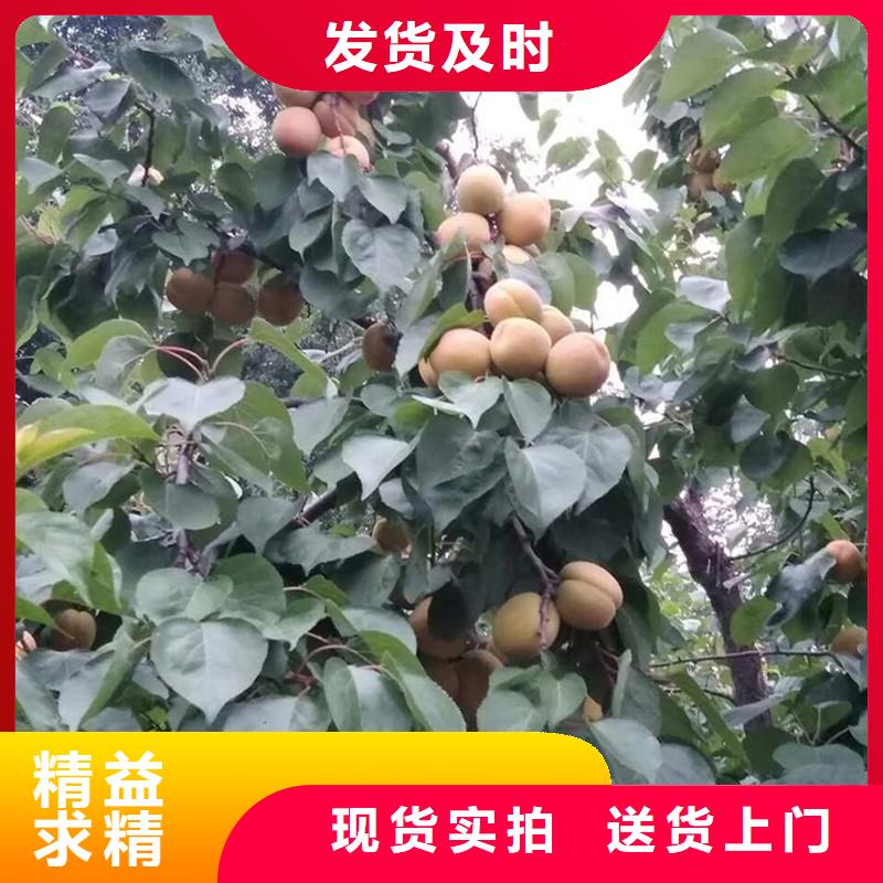 杏树苗露天种植