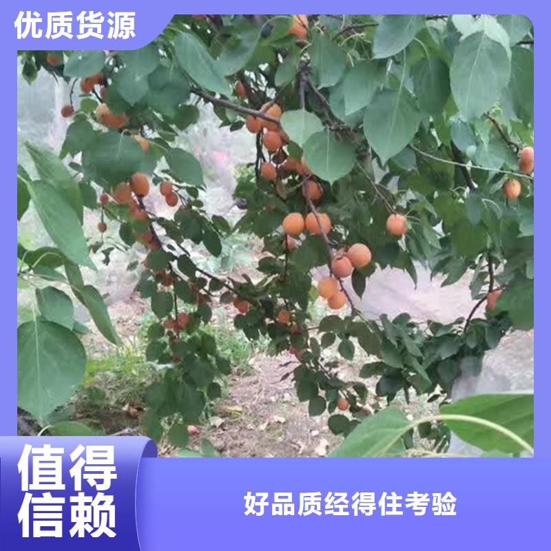 杏樱桃苗供您所需