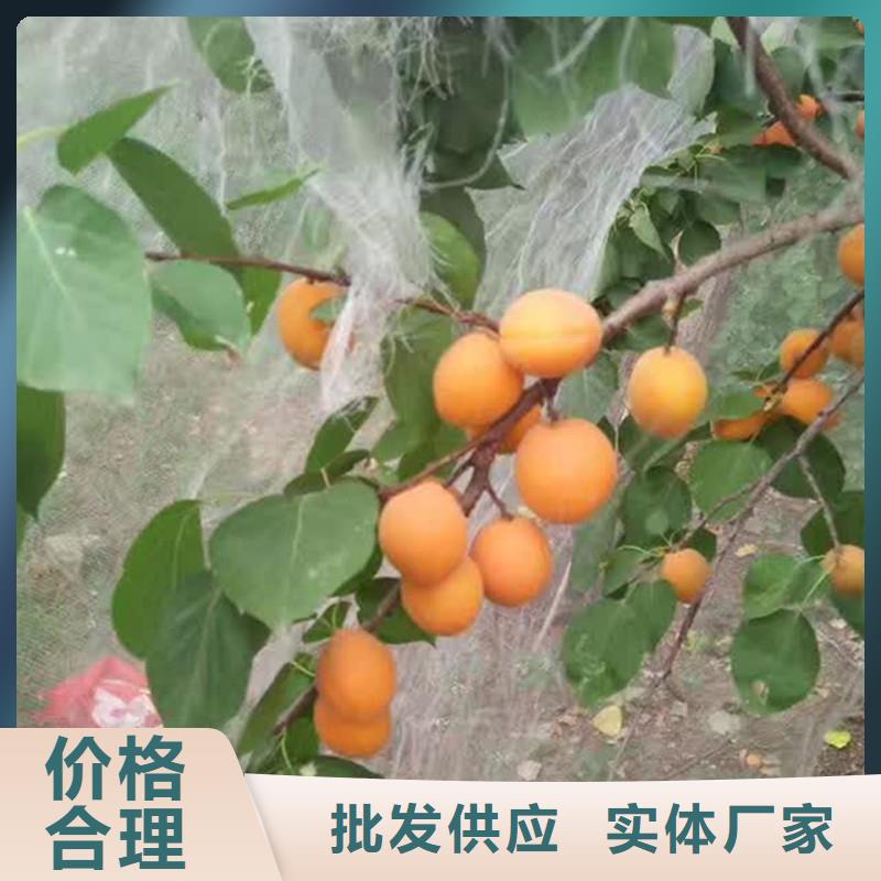 杏樱桃苗安心购