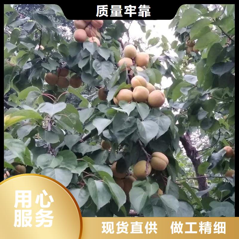 杏【猕猴桃苗】专业完善售后
