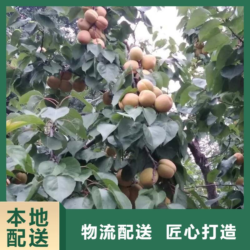 珍珠油杏树苗成活率高