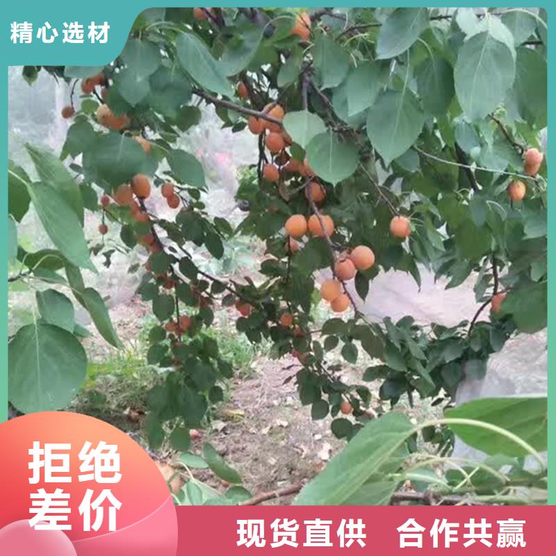 杏樱桃苗供您所需
