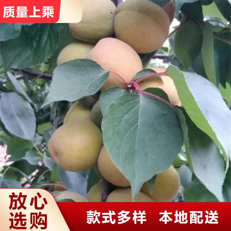 杏苹果苗用心制造