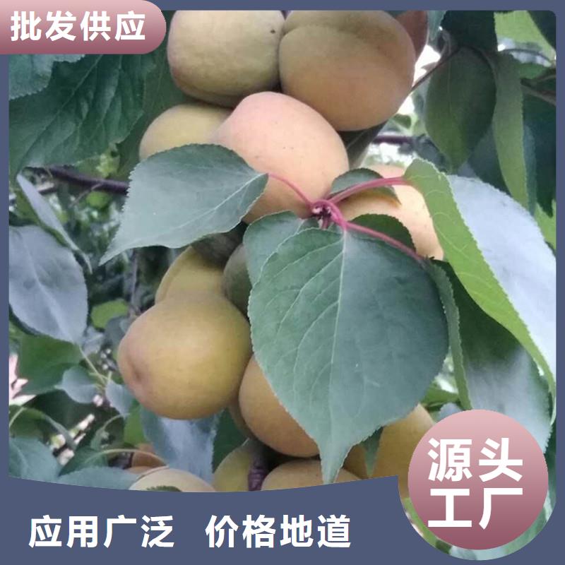 杏草莓苗专业生产设备