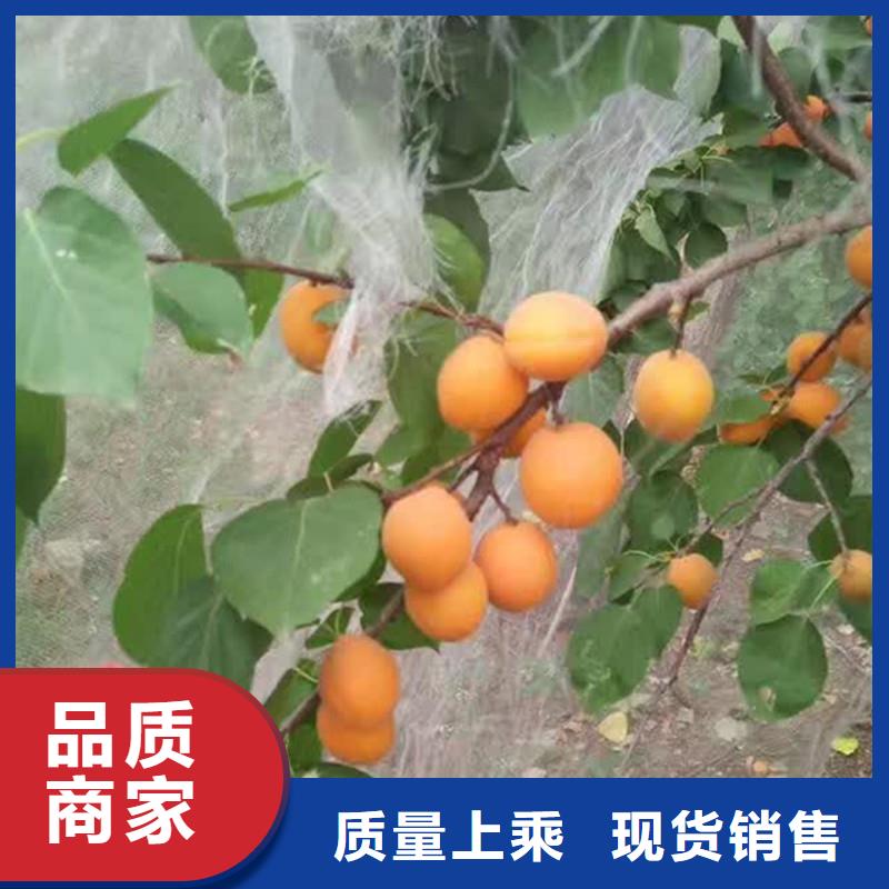 蜜香杏树苗免费咨询