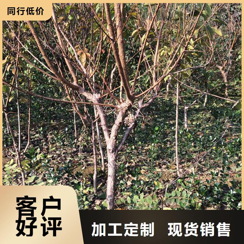 杏【猕猴桃苗】专业完善售后