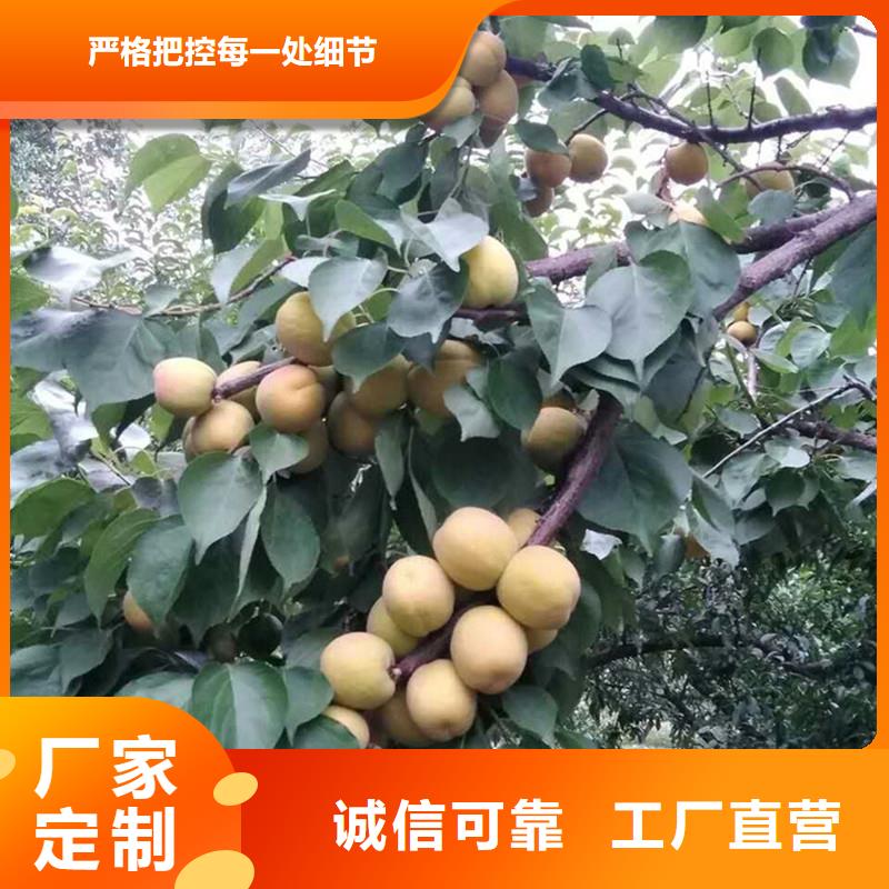 杏樱桃苗供您所需
