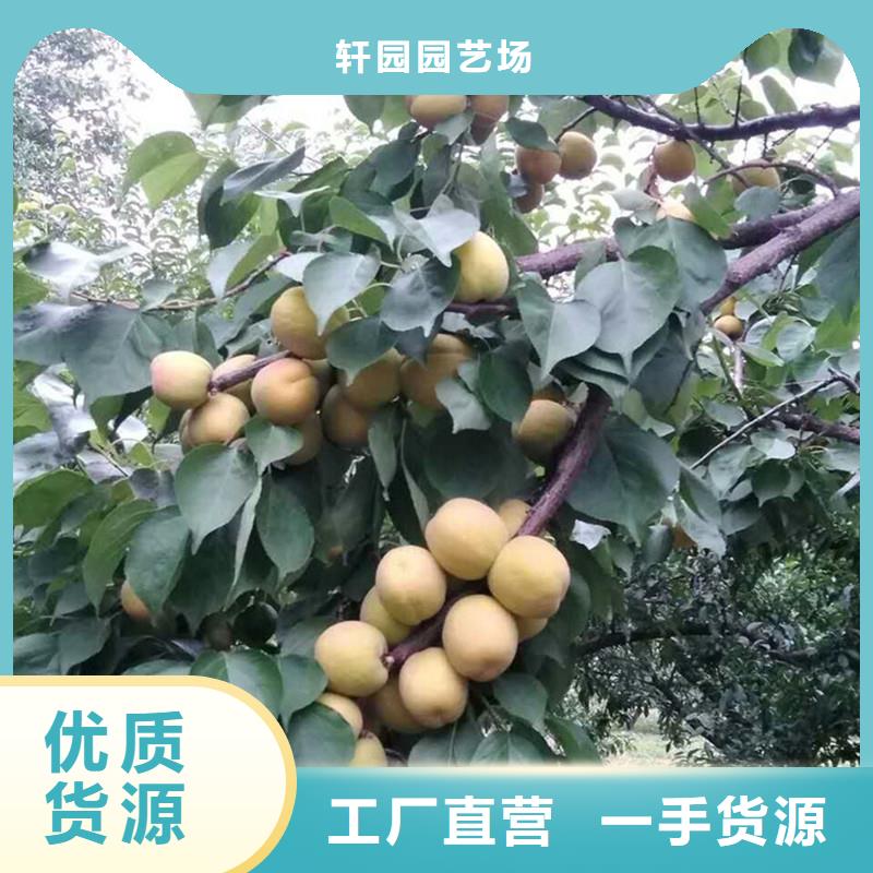 杏樱桃苗供您所需