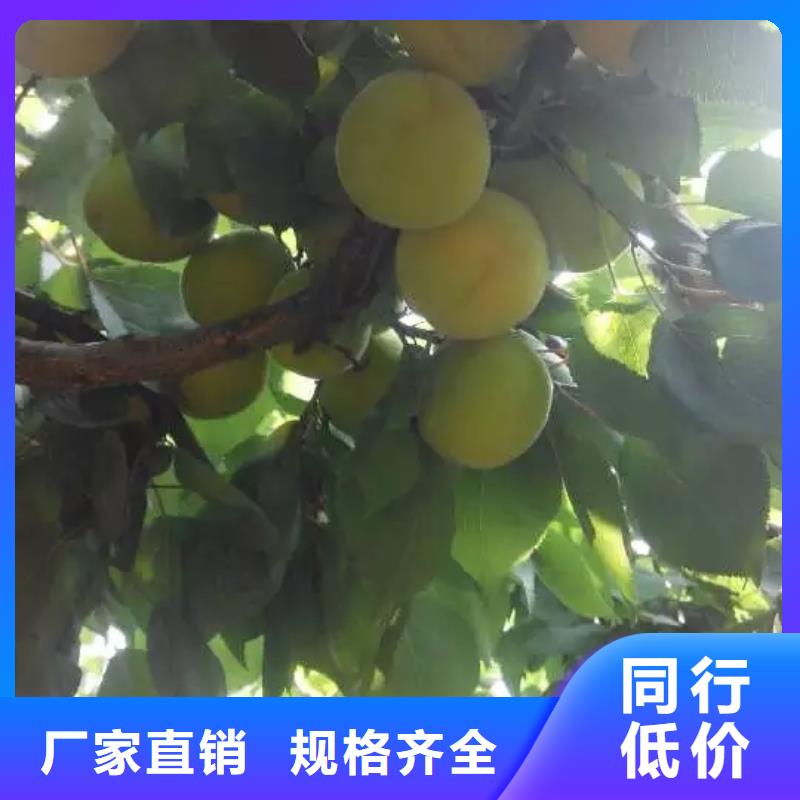 蜜香杏树苗免费咨询