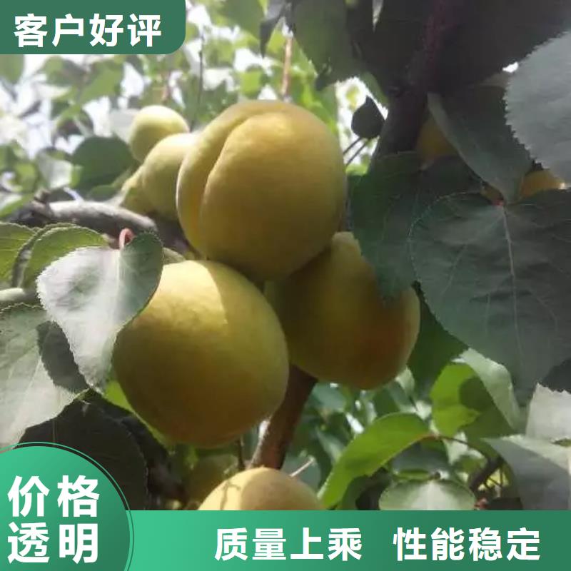 杏花椒苗专心专注专业