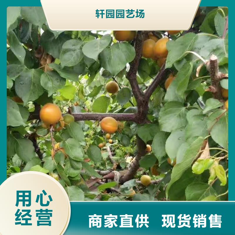 杏苹果苗用心制造