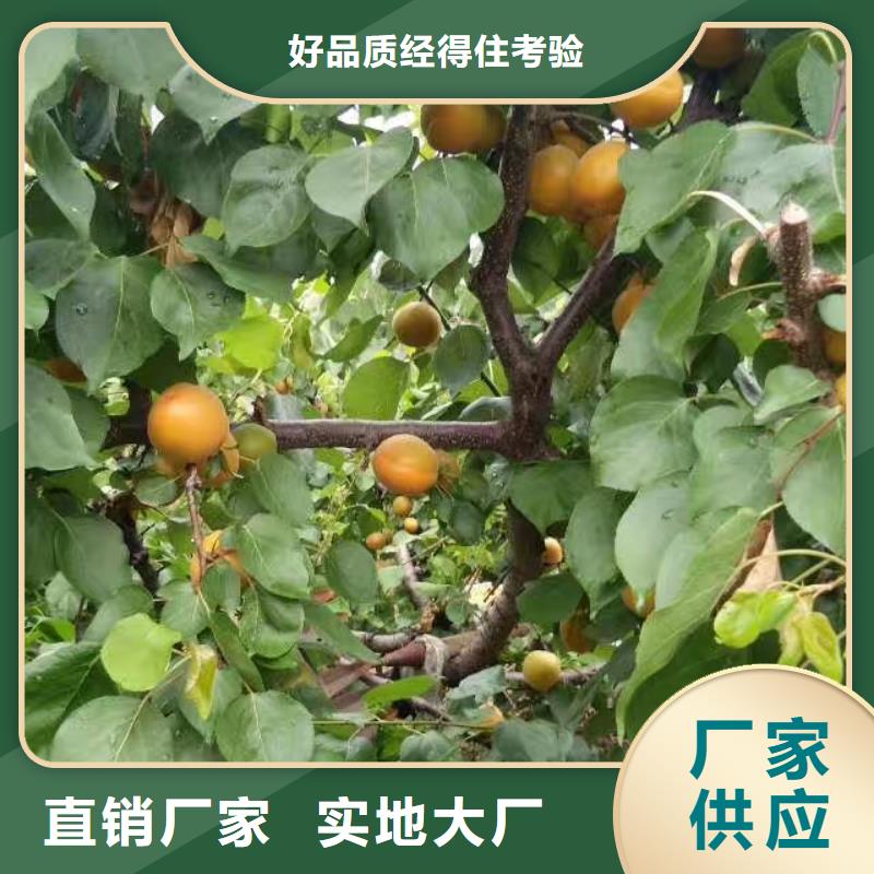 杏苹果苗工厂批发