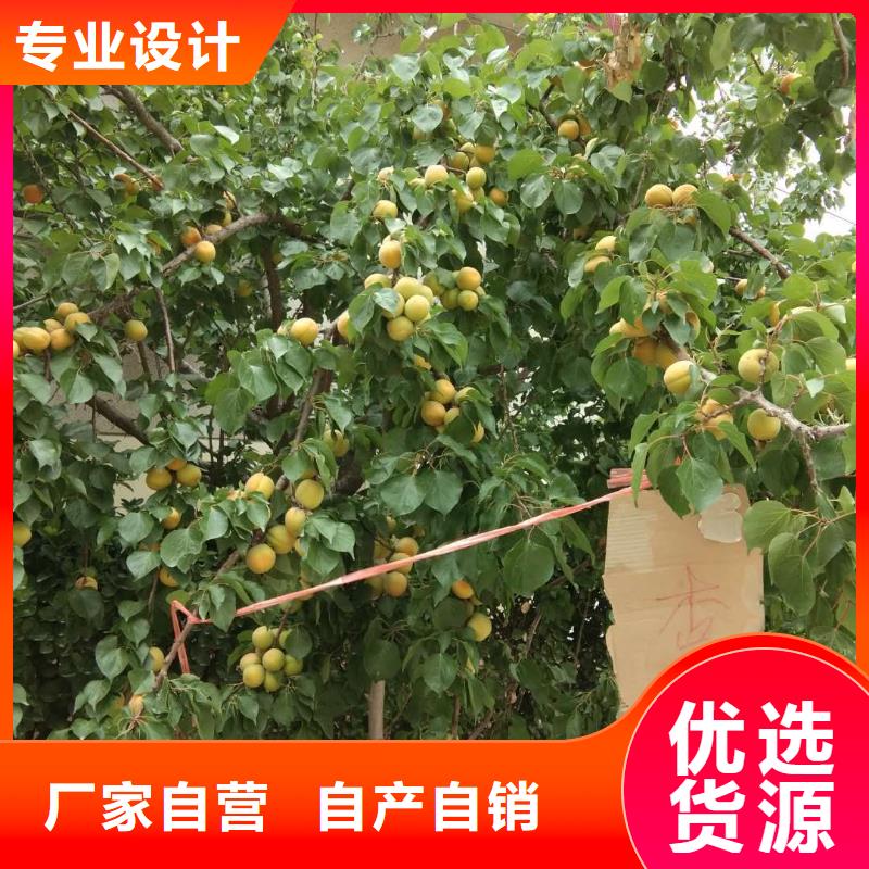 杏苹果苗用心制造