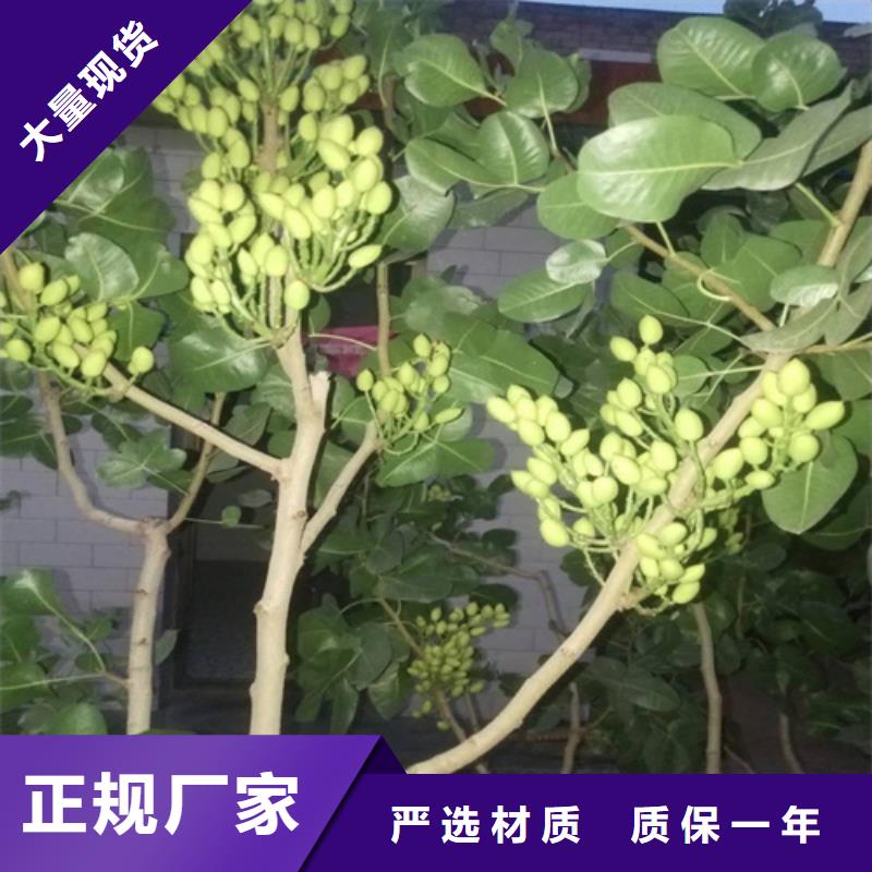 阿月浑子树苗种植管理技术