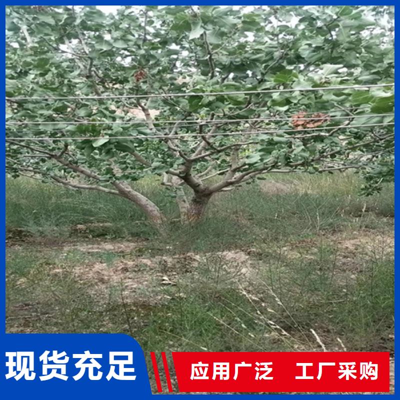 开心果树苗种植基地