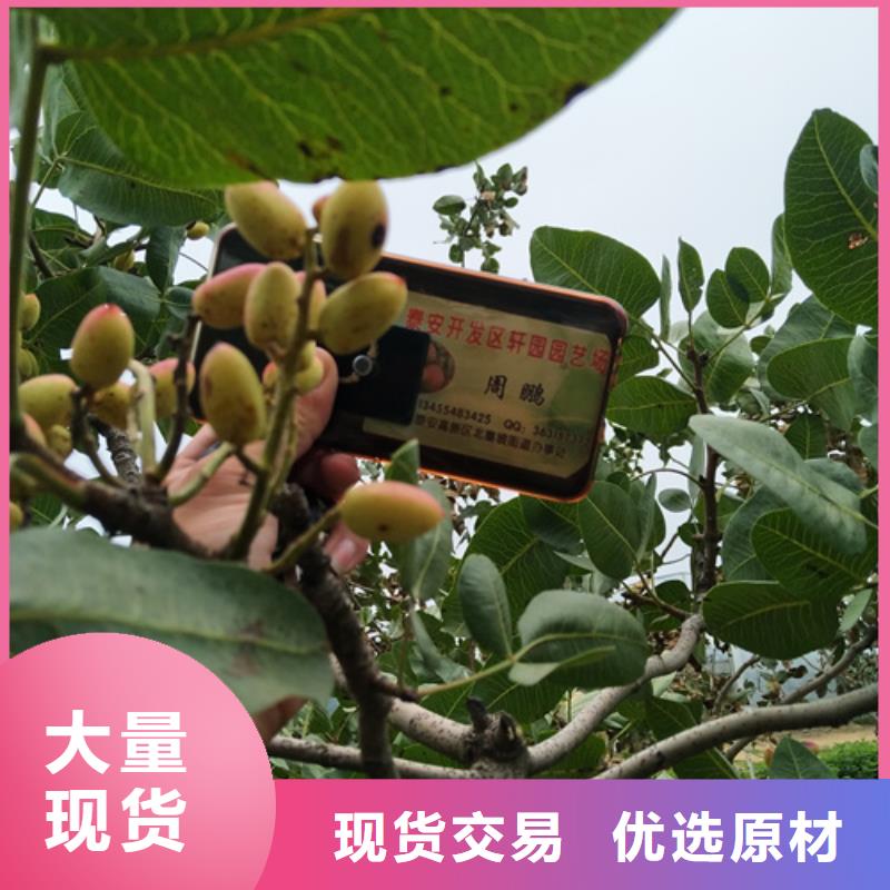开心果苹果苗厂家直销供货稳定