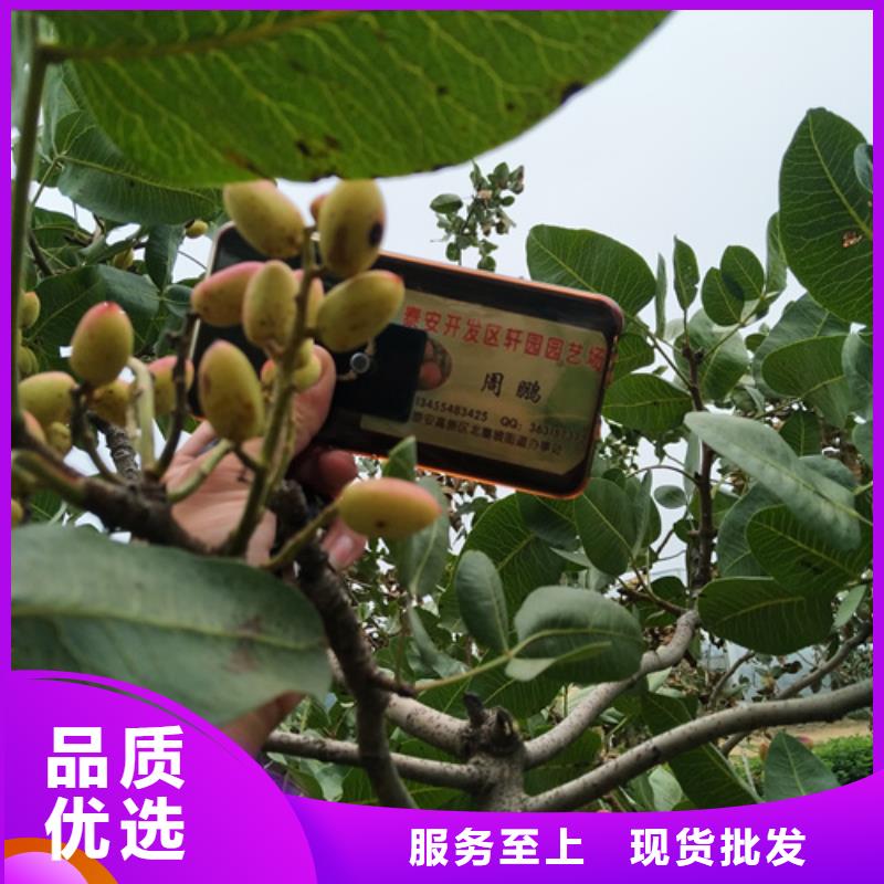 开心果-桃树苗选择大厂家省事省心