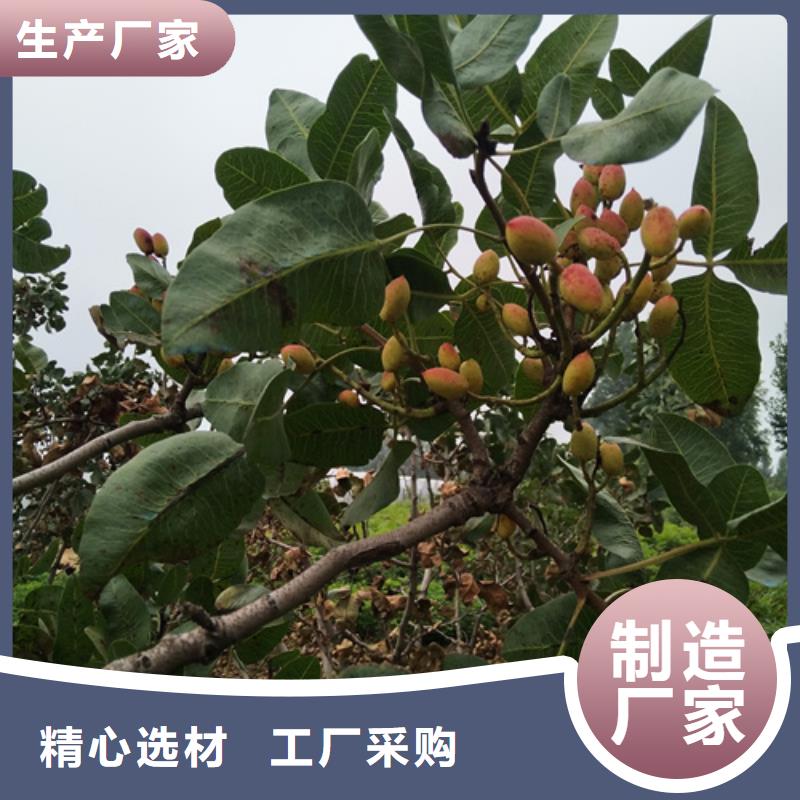 开心果树苗种植基地